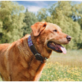 thumbnail image 3 of COLLAR MEDIANO DE PERROS MXM NA, 3 of 3