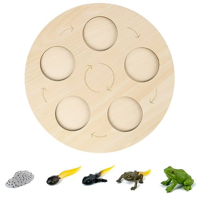 MesaSe Simulation Insect Plastic Animal Early Growth Preschool Model Miniature Educational Props Cognition Toy for Children