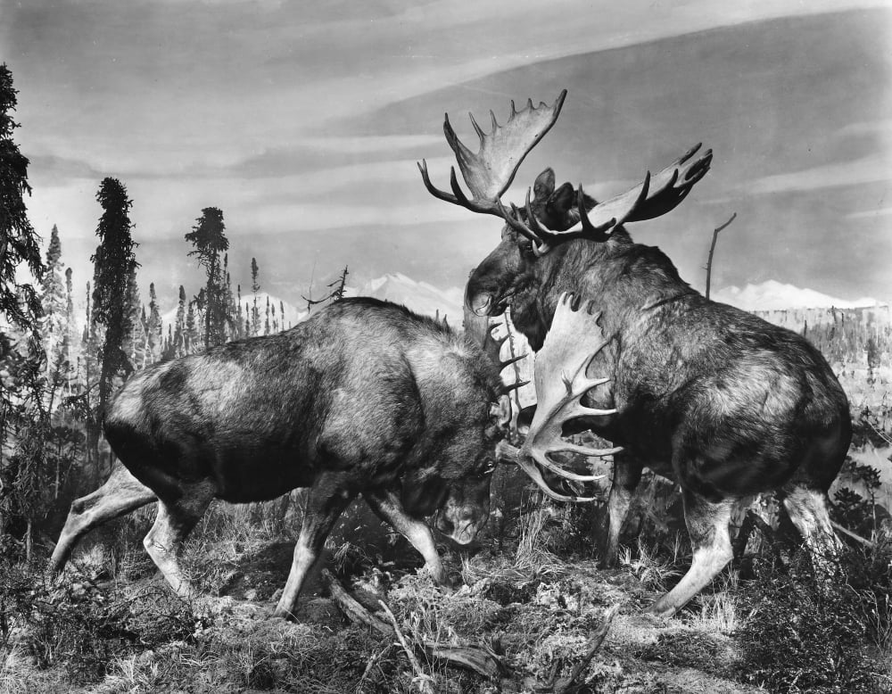 Bull Moose Ntaxidermy Examples Of Two Bull Moose Fighting At The