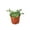 3_PEPEROMIA_STRING.OF.TURTLES, variant on String of Turtles Succulent - Live Air-Purifying Indoor Plant in Nursery Pot – Easy Care, Low Maintenance Houseplant for Home & Office Decor, Natural Air Cleaner, Best for Beginners (6"Pot)