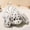 A, variant on suore Plush Soft Realistic Animal Dolls 22cm, Realistic Dalmatian Dog Stuffed Animal, Soft Fluffy Plush Puppy Toy, Comfort Sleep Companion Anxiety Relief Plush Gift for Kids & Adults