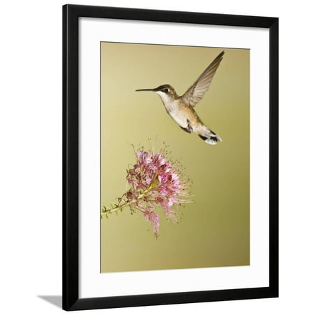 Ruby-Throated Hummingbird Feeding at Rocky Mountain Bee Plant Flower, South Texas, USA Framed Print Wall Art By Larry