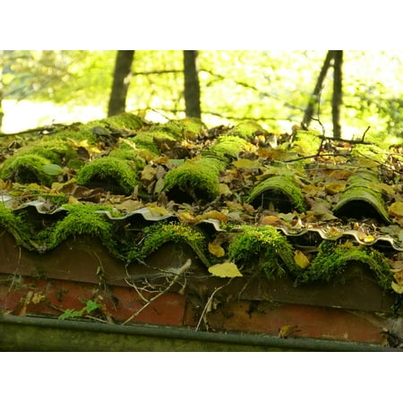LAMINATED POSTER Old Roof Home Green Roofing Tiles Moss Poster Print 11 x (Best Way To Get Moss Off Roof)