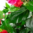 thumbnail image 6 of Northlight Potted Artificial Bougainvillea Tree - 74.5" - Pink, 6 of 8