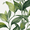 Botanical Leaves Print, variant on UXIEQU Botanical Leaves Print Canvas Wall Art Print 15.75x11.81 Inches