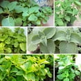 thumbnail image 5 of Set 2 Cuban Oregano Live Plant 4 to 5 Inch, Fragrant Cuban Oregano Seedling for Planting, Herb Plants Indoor Outdoor, 5 of 5