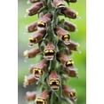 thumbnail image 5 of 20 MILK CHOCOLATE FOXGLOVE Spanish Digitalis Parviflora Red Brown Flower Seeds, 5 of 10