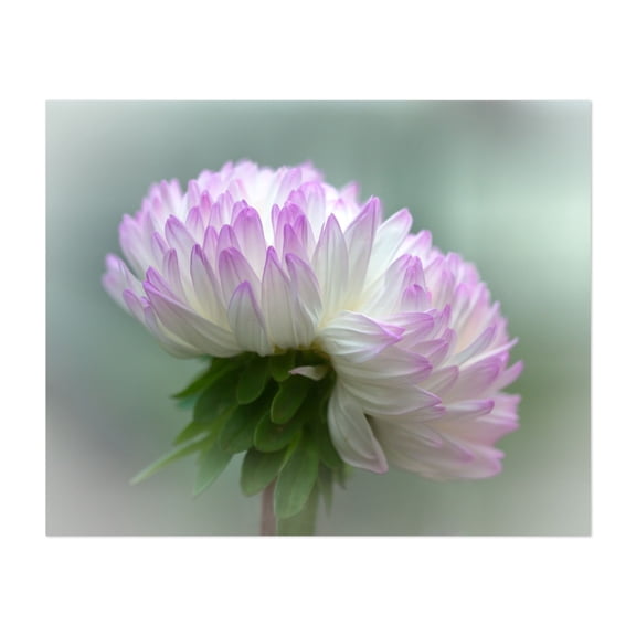 Chrysanthemum - Photography Flowers Floral Nature Botanical Pastel Garden Calm Unframed Wall Art Print 6 x 8 inches