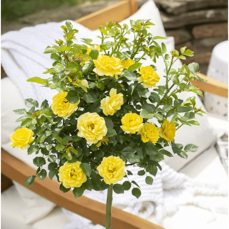 Mini Rose Yellow Live Plant for Planting, Mini Rose Bush Ready to Plant in  3 Inch Pot, Fragrant Rose Flowers - Walmart.com