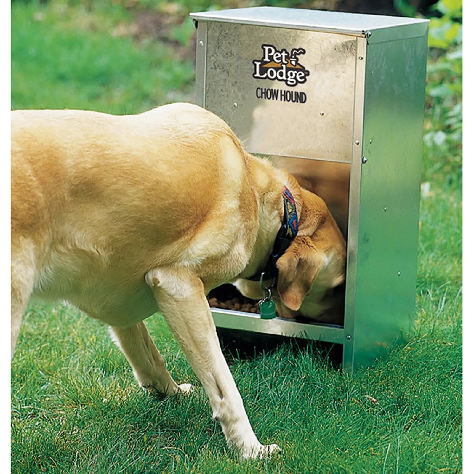 Pet Lodge Chow Hound Automatic Dog Feeder 12lbs