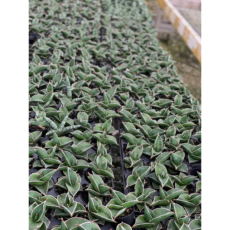 ま*か様 サンスベリア Sansevieria banana & rorida Amazon.co.jp: サンスベリア バナナ Sansevieria banana 多肉