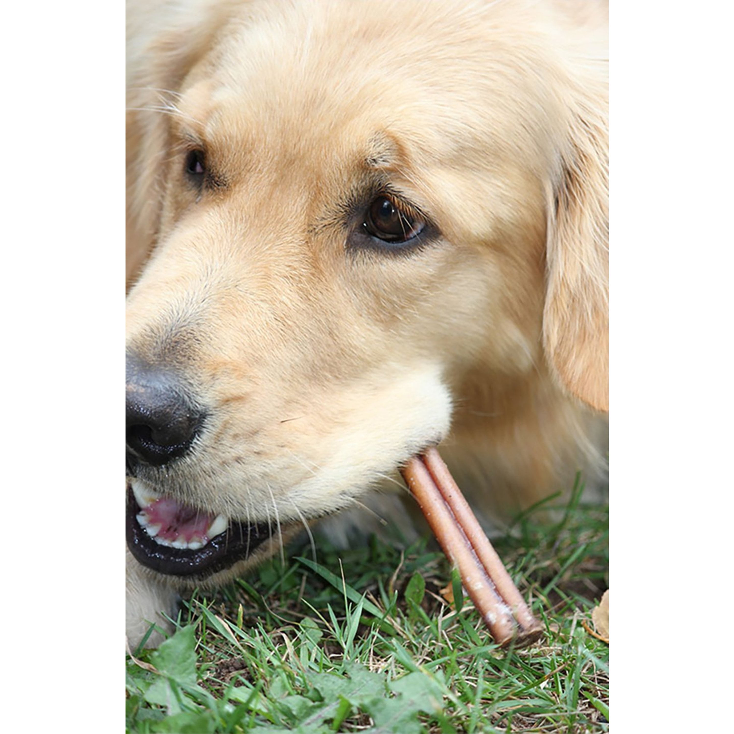 Downtown Pet Supply Odor Free Bully Sticks for Dogs - Regular 6", 10 Pack