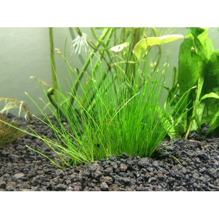 Dwarf Hairgrass Tissue Cultured in 5 x 1 Gel Mat - 100% Parasite, Pesticide and Virus (Best Substrate For Dwarf Hairgrass)
