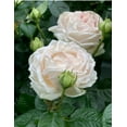 thumbnail image 3 of 32+ Seeds| Madame Anisette Grandiflora Rose Seeds - Authentic Seeds - Perennial~ GMO Free ~Flower seeds~ ~ Asian Garden~ Herbs B5G1#1029, 3 of 5