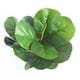 thumbnail image 3 of Adorno de hojas de plantas verdes de simulación, accesorios de hojas de árbol, ramas de Ficus Pandurata Hance, accesorios de fotografía, manualidades DIY para decoración del hogar (verde), 3 of 6