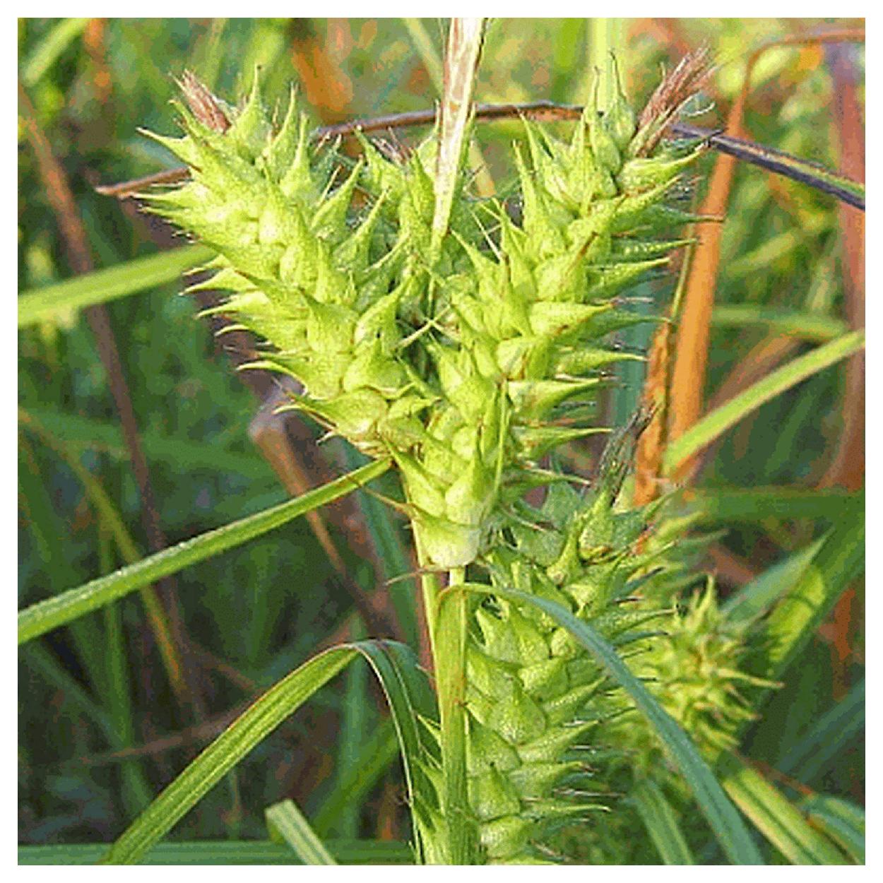 Everwilde Farms - 1 oz Common Hop Sedge Native Grass Seeds - Gold Vault Bulk Seed Packet