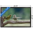 thumbnail image 3 of The Comedy Wildlife Photography Awards: Jacek Stankiewicz - Dispute Wall Poster, 22.375" x 34" Framed, 3 of 5