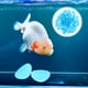 thumbnail image 2 of 1 Juego de piedras para acuario, gravas multifunción para acuario, guijarros decorativos para maceta, piedras que brillan en la oscuridad, grava para acuario, 2 of 5
