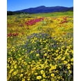 thumbnail image 2 of Talbot Frank, Christopher 26x31 White Modern Wood Framed Museum Art Print Titled - California, Cuyamaca Rancho SP Flower landscape, 2 of 4