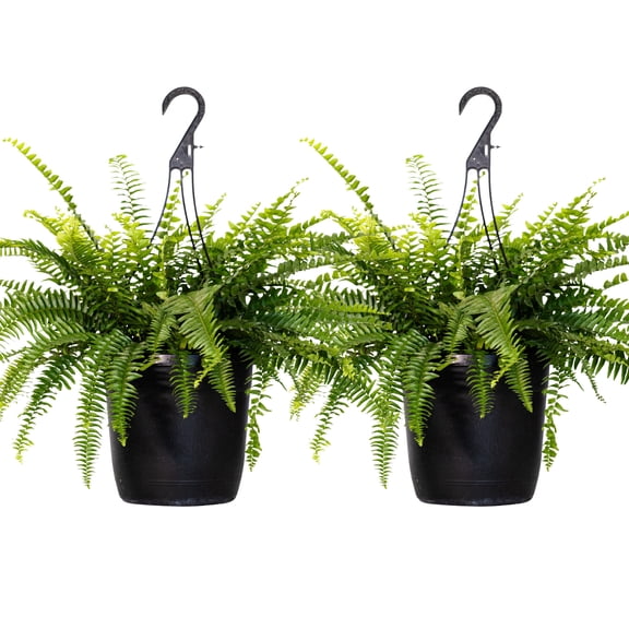 United Nursery 2-Pack Of Live Boston Fern Tropical Plants 20-24 in Wide in 10in Hanging Basket