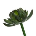 thumbnail image 3 of Mainstays Artificial Succulent Pick 2.5 inch x 4.75 inch Green Echeveria With Purple Tips, 3 of 5