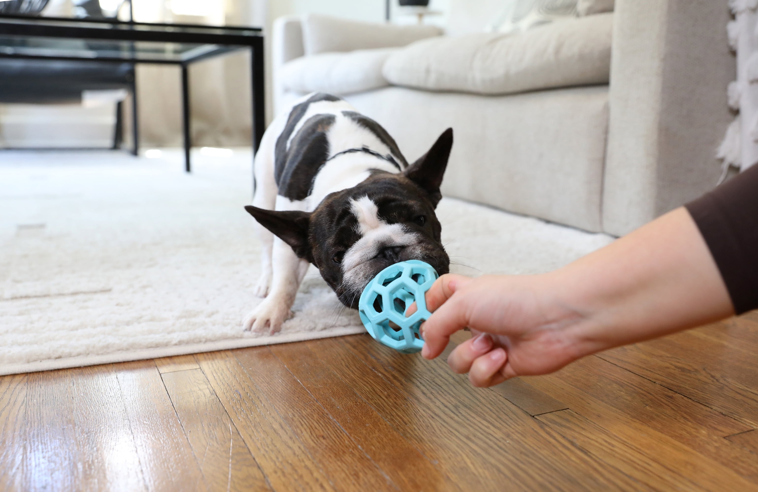 JW HOL-ee Roller™ Tug and Fetch Treat Dispenser Puzzle Ball Dog Toy, Natural Rubber, Small 3" for Small Dogs up to 20 lb, Blue, Pack of 1