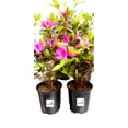 thumbnail image 4 of Azalea Purple Formosa Flower Gallon Pot, 4 of 7