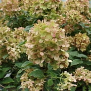 Brighter Blooms - Proven Winners® Limelight Hydrangea Tree, 4-5 ft. - No Shipping to AK, AZ, HI