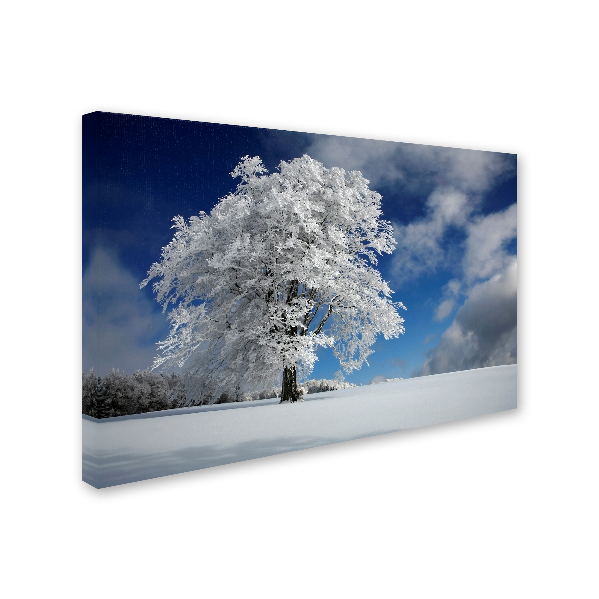Trademark Fine Art 'White Windbuche In Black Forest' Canvas Art by Franz Schumacher