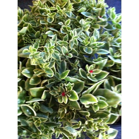 Sandys Nursery Online Ice Plant Ground Cover, Variegated Aptenia Cordifolia, Starter Plant, Lot of 2
