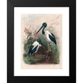 thumbnail image 2 of Joseph Wolf 15x18 Black Modern Framed Museum Art Print Titled - The Australian Mycteria (1861-1867), 2 of 5