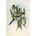 thumbnail image 2 of Gould, John 23x32 White Modern Wood Framed Museum Art Print Titled - Browns Parakeet, 2 of 4