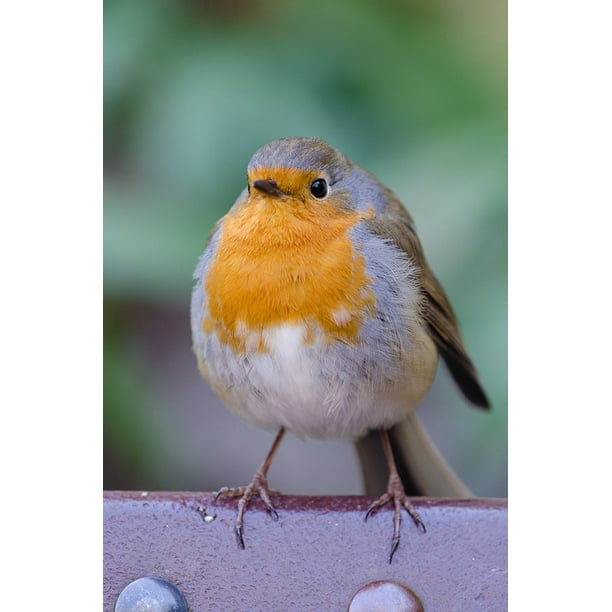 Canvas Print Songbird Red Perched Bird Fat Nature Robin Stretched Canvas 10 X 14 Walmart Com Walmart Com