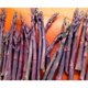 thumbnail image 1 of 20 Asparagus Crown - Asparagus - Purple Passion 2 Year Roots, 1 of 1