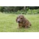 thumbnail image 3 of Figura Hi-Line Gift Ltd., perro salchicha marrón sentado, 3 of 7