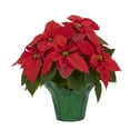 thumbnail image 2 of Expert Gardener 8IN Multicolor Poinsettia Ice Punch (1 pack) Grower pot, 2 of 4