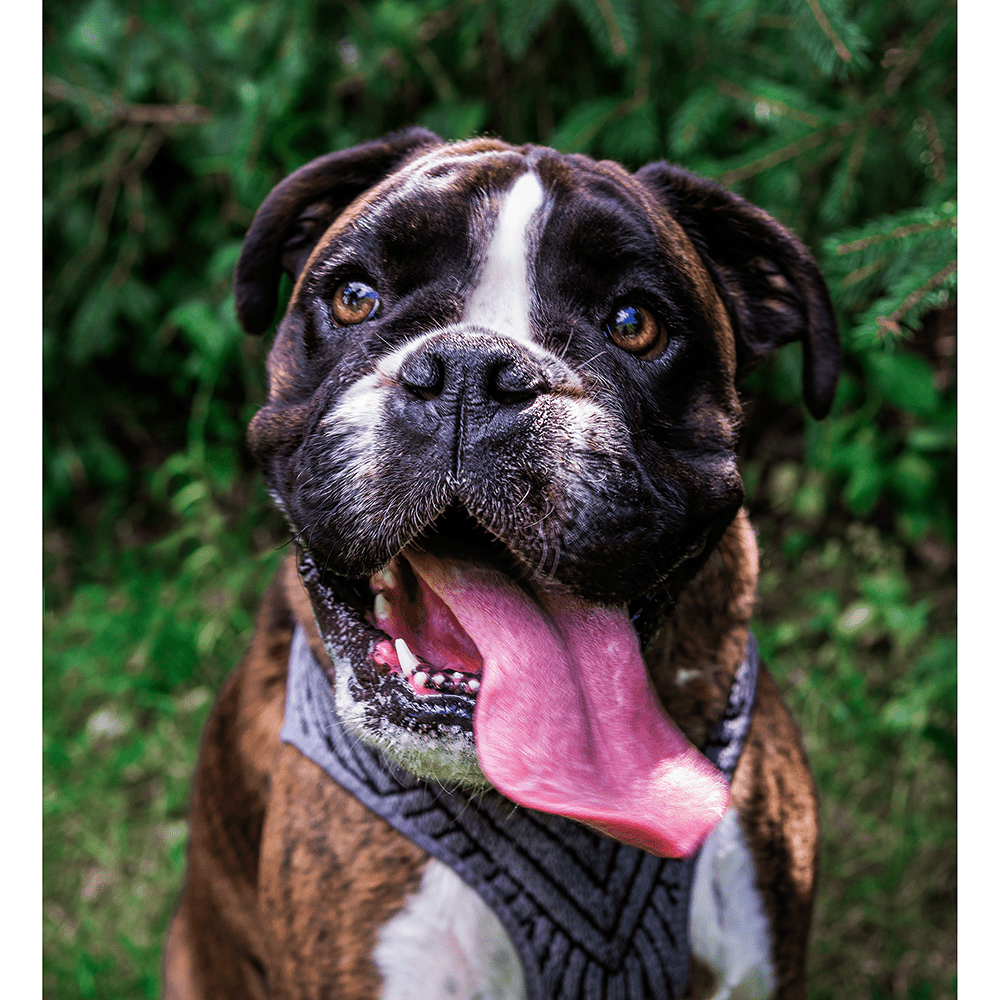 PETKIT Air Fly Pet Harness, Medium, Breathable, Light Foam, Shock Absorbent (Medium)