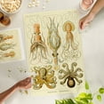 thumbnail image 2 of Lantern Press 1000 Piece Jigsaw Puzzle, Art Forms of Nature, Gamochonia (Octopuses and Squids), Ernst Haeckel Artwork, 2 of 5