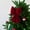 A2632 christmas decorations under 5$, variant on Red Velvet Bow under $5! Cagogo Large Red Velvet Christmas Bow, Korean Style Bow Tree Topper, 3D Christmas Tree Bow, Festive Holiday Decorations, Wedding Party Decor, Xmas Tree Ornament