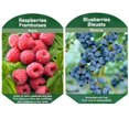 thumbnail image 1 of Bulbs are Easy Fruit Plant - Blueberry/Raspberry Assortment, 1 of 5