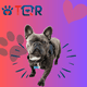 thumbnail image 2 of TQR BY FAKIRGEEK Placa DE IDENTIFICACIÓN Inteligente para Mascotas QR para Perro Gato- Bulldog Frances Etiqueta DE IDENTIFICACIÓN Accesorios Dije para Collar DE Mascota (Dorado, Negro), 2 of 9