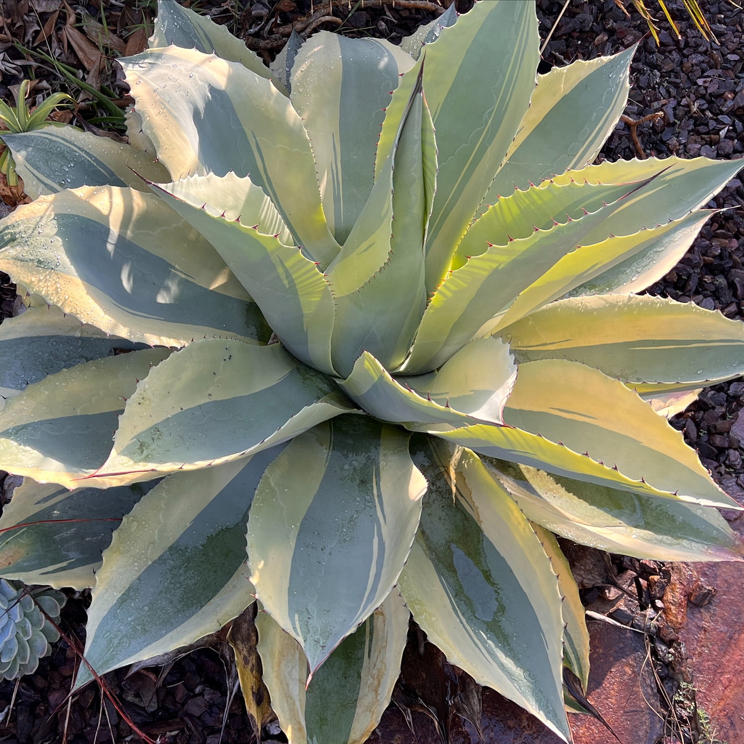 Altman Plants Rare Agave (ovatifolia) Orca Whale Unique Succulent Plant in 3.5" Grower Pot
