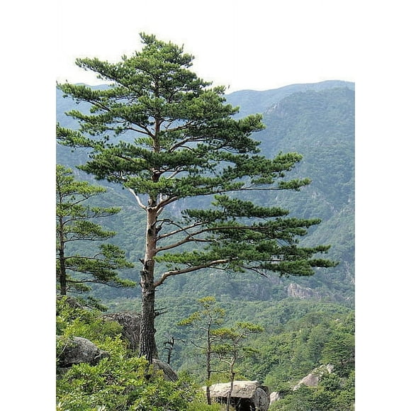 10 RED Japanese PINE TREE Korean Pinus Densiflora Evergreen Seeds