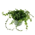 thumbnail image 4 of String of Frogs Houseplants Ficus Pumila Quercifolia, 2.5" Pot, 4 of 5