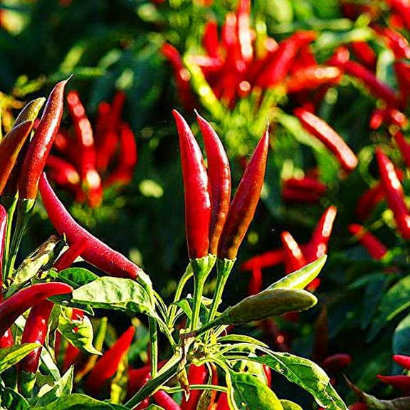 GreenCreator Thai Hot Pepper Seeds 100 Seeds Heirloom Chili Vegetable