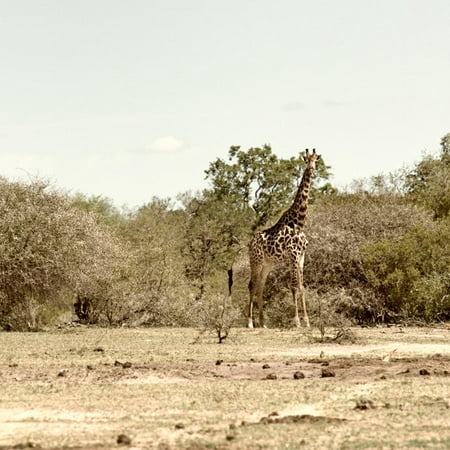 Awesome South Africa Collection Square - Giraffes in Savannah III Print Wall Art By Philippe