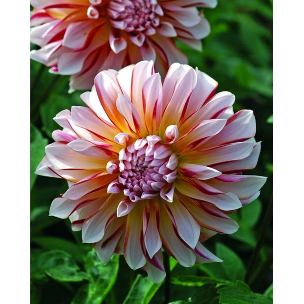 Blue Buddha Farm Caribbean Fantasy Decorative Dahlia Bulb Easy to