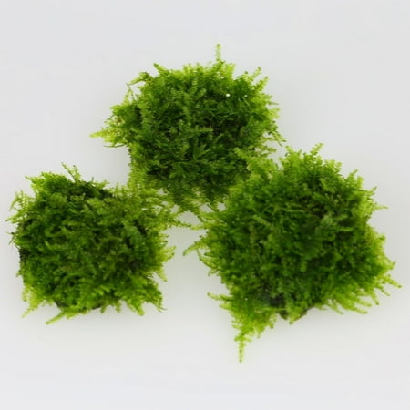 2pcs taiwan moss stone pad live aquarium fish tank plants low light moss aquarium