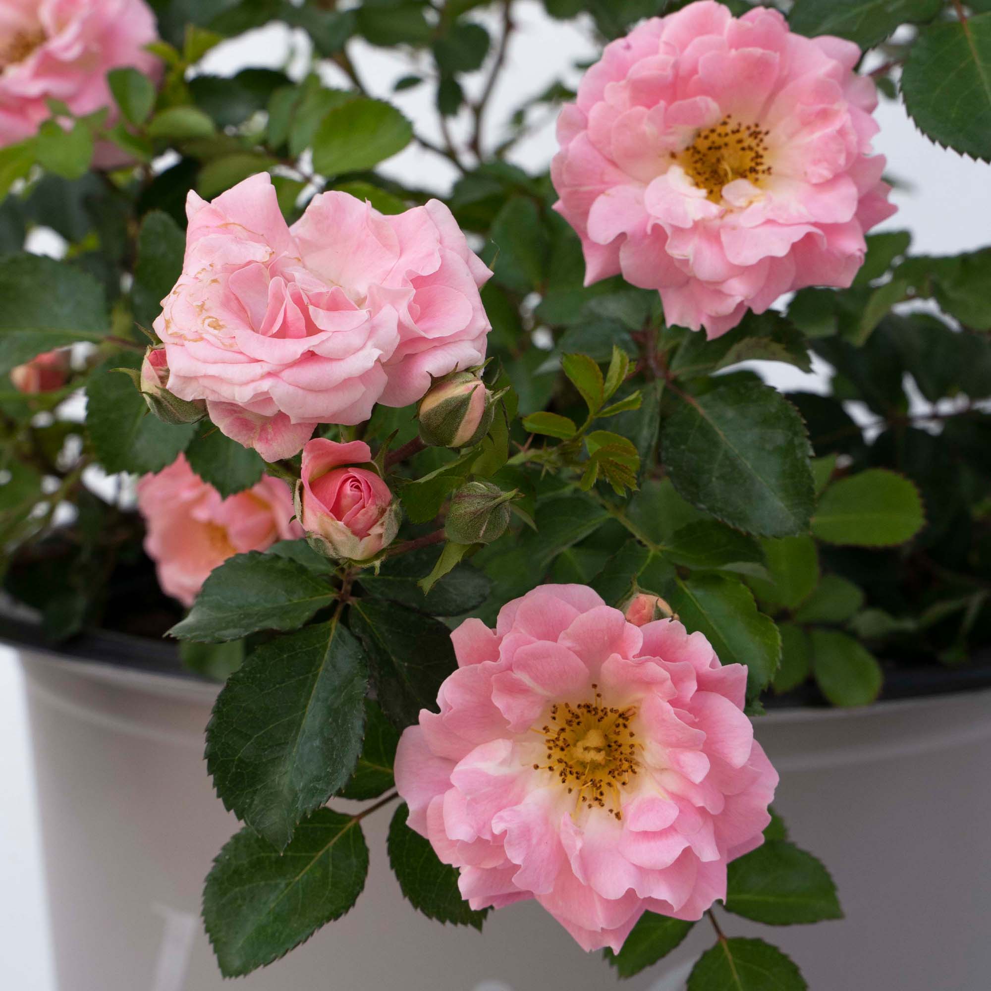 Drift Roses Blushing Groundcover Rose Live Shrub in 2-Gallon Grower Pot