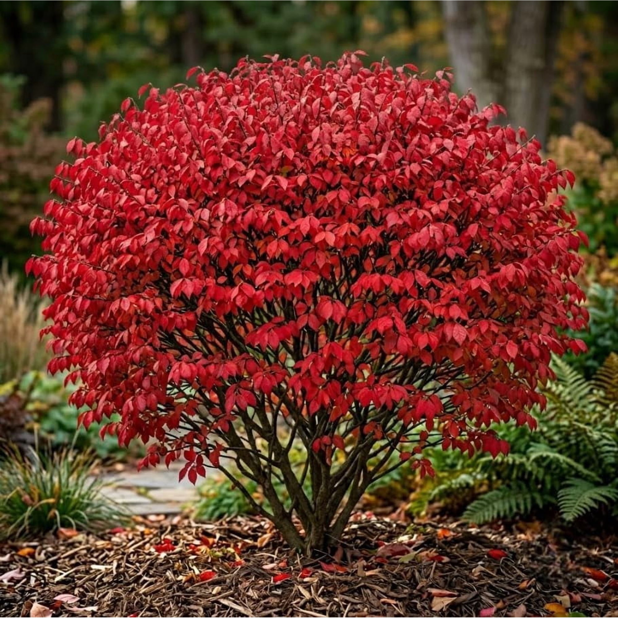 Pack 5 Dwarf Burning Bush Shrub Live Plants Bare Roots,Vibrant Scarlet Red Fall Color, Winged Euonymus Plant 6-12" Tall